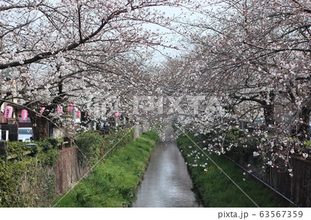 市川　真間川の桜　桜街道 63567359