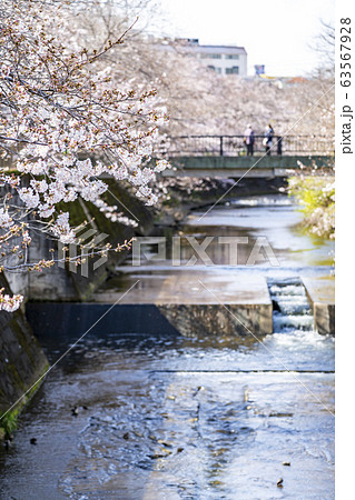 【東京都】恩田川　桜 63567928