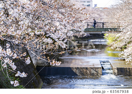 【東京都】恩田川　桜 63567938