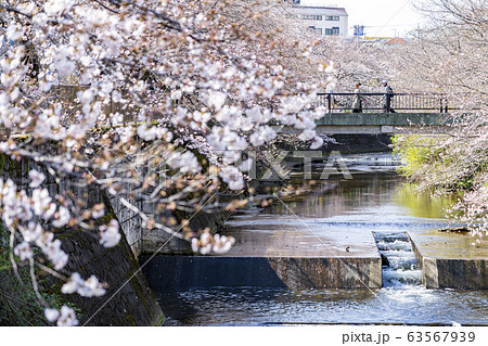 【東京都】恩田川 桜 【東京都】恩田川 桜 63567939
