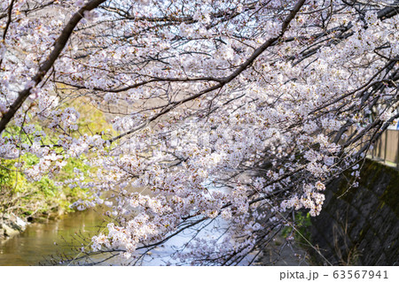 【東京都】恩田川　桜 63567941
