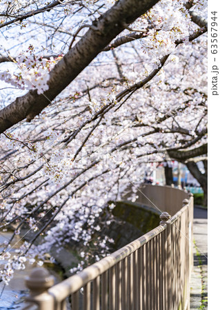 【東京都】恩田川　桜 63567944