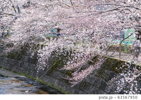 【東京都】恩田川　桜 63567950