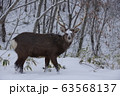 北海道の野生 63568137