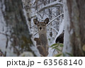 北海道の野生 63568140