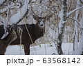 北海道の野生 63568142