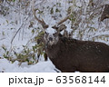 北海道の野生 63568144