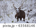 北海道の野生 63568146
