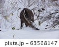 北海道の野生 63568147