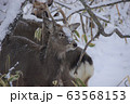北海道の野生 63568153