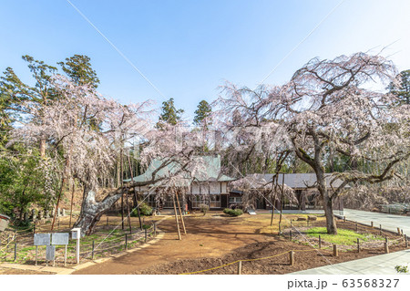 福星寺のしだれ桜 63568327