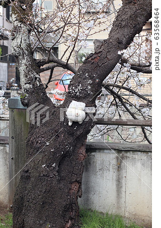 桜の木に括り付けられたうさぎのぬいぐるみ 桜の木に括り付けられたうさぎのぬいぐるみ 63568464