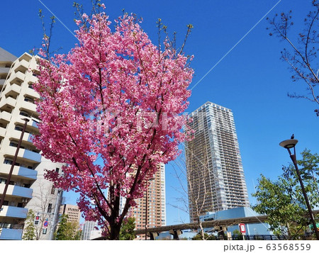 東京・芝浦に咲く桜（陽光） 63568559