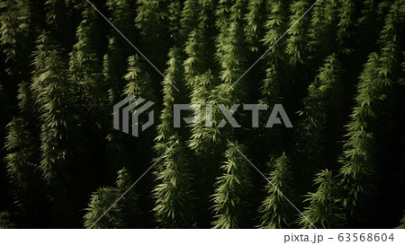Thickets of marijuana plant on the field 63568604