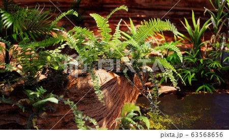 tropical golden pond with rocks and green plants 63568656