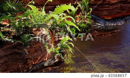tropical golden pond with rocks and green plants 63568657
