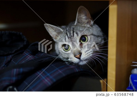 家具に入り込んだ猫 家具に入り込んだ猫 63568748