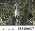 アオサギ 63569037