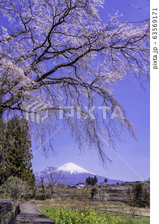 静岡県）富士宮市・千光寺の枝垂れ桜と富士山の写真素材 [63569171