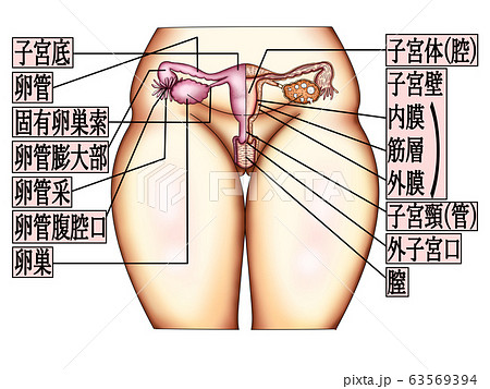 子宮構造イラスト文字付き 子宮構造イラスト文字付き 63569394