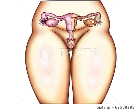 子宮構造イラスト 63569395