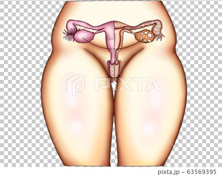 子宮構造イラスト 63569395