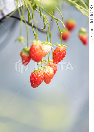 いちご　【いちご狩り】 63569438