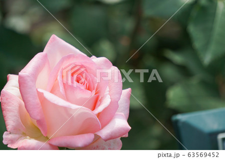 ピンクと白のグラデーションが美しい一輪の薔薇 の写真素材 [63569452