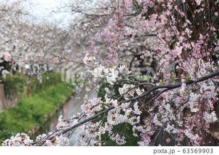 市川　真間川の桜 63569903
