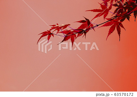 秋のイメージ＿もみじ、紅葉 63570172