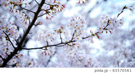 Cherry blossoms (high key + up) - Stock Photo [29518230] - PIXTA