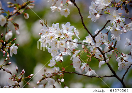 cherry blossoms with green background cherry blossoms with green background 63570562