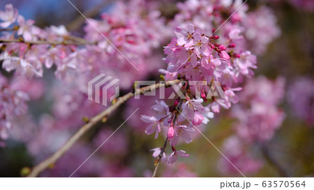 pink cherry blossoms in saitama pink cherry blossoms in saitama 63570564