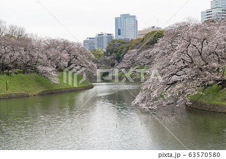 千鳥ヶ淵の桜の木と高層ビル 千鳥ヶ淵の桜の木と高層ビル 63570580