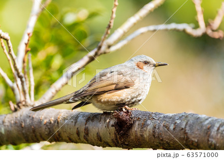 小枝にとまるヒヨドリ 63571000