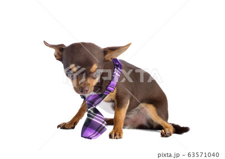 Young chihuahua on white background 63571040