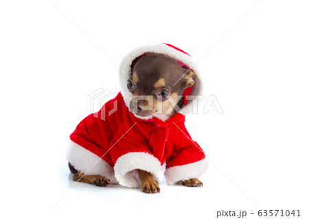 Young chihuahua at Christmas 63571041