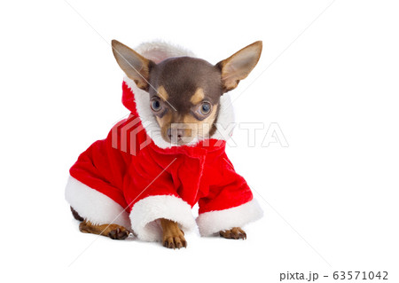Young chihuahua at Christmas 63571042