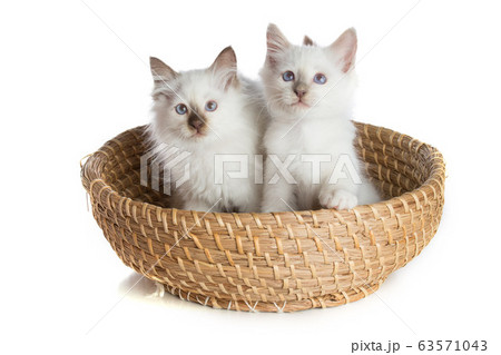 Lovely kittens, sacred Cat of Burma in basket 63571043