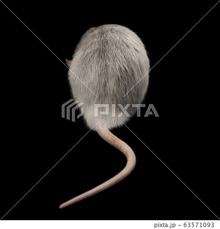 Portrait of gray rat with long tail from the back 63571093