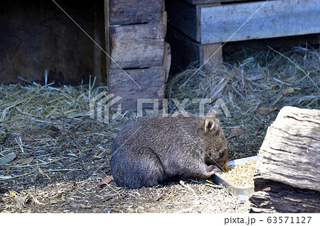 43469 ウォンバット タスマニア オーストラリア 43469 ウォンバット タスマニア オーストラリア 63571127