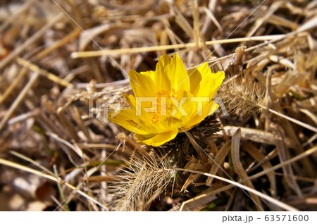福寿草　黄色い花 63571600