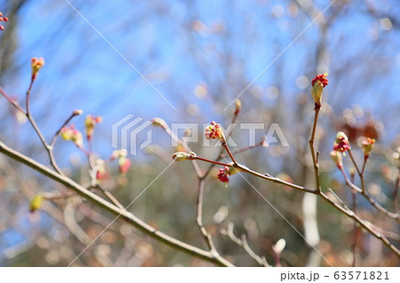 可愛い木の芽 可愛い木の芽 63571821