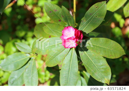 セイヨウシャクナゲの花 セイヨウシャクナゲの花 63571824