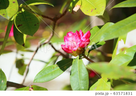 セイヨウシャクナゲの花 セイヨウシャクナゲの花 63571831