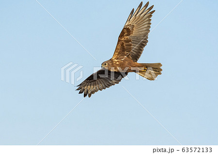 チュウヒ飛翔 チュウヒ飛翔 63572133