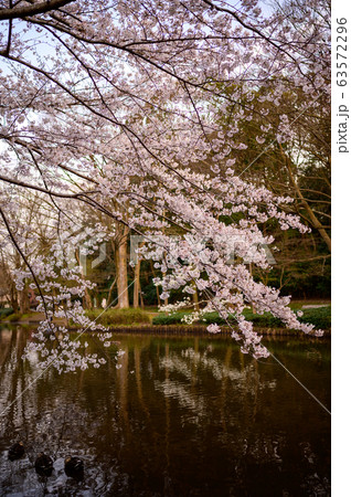 花島公園の池の周りの桜 63572296