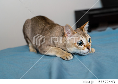 Singapura cat playing on blue/gray background. Animal photo. Stockholm.  63572443