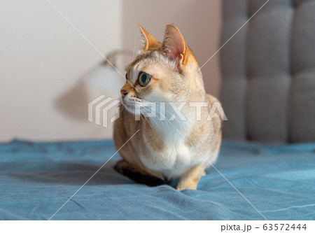 Portrait of adorable singapura cat. Animal photo. Stockholm. Portrait of adorable singapura cat. Animal photo. Stockholm. 63572444