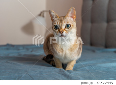 Portrait of adorable singapura cat. Animal photo. Stockholm. 63572445